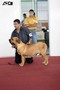 Matriz - Fila Brasileiro Dourado - Canil Singular - Dague